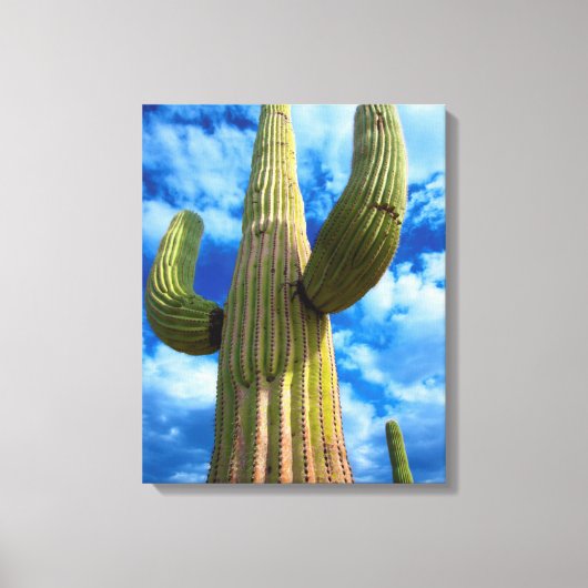 Saguaro cactus portret, Arizona Canvas Afdruk (Voorkant)