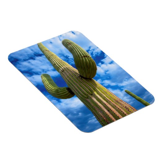Saguaro cactus portret, Arizona Magneet (Rechterzijde)