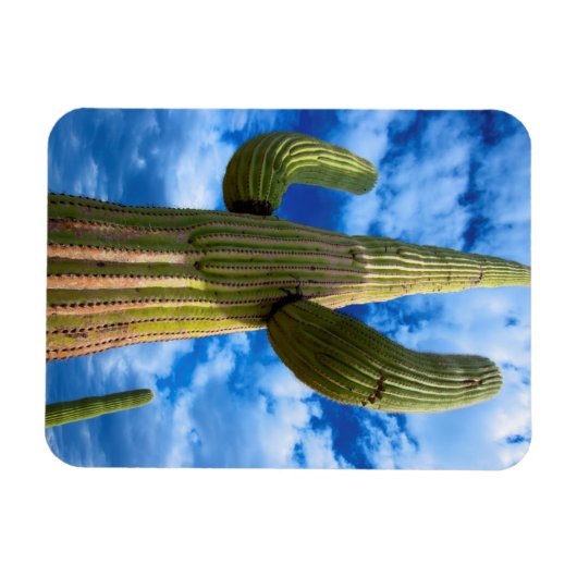 Saguaro cactus portret, Arizona Magneet (Horizontaal)