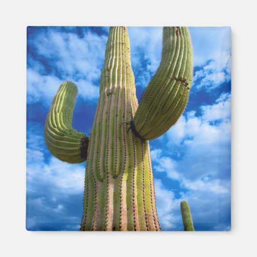 Saguaro cactus portret, Arizona Magneet (Voorkant)