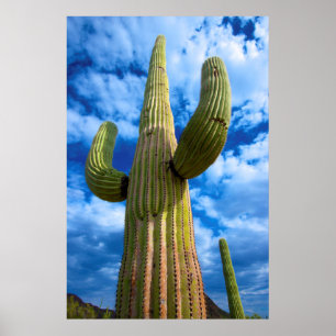 Saguaro cactus portret, Arizona Poster