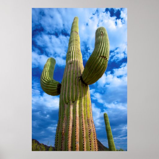 Saguaro cactus portret, Arizona Poster (Voorkant)