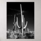 Saguaro Cactus Poster (Voorkant)