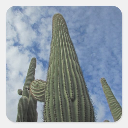 Saguaro Cactus Reaching to Blue Sky Southwest Vierkante Sticker (Voorkant)