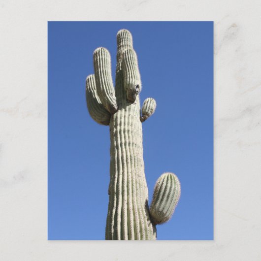 Saguaro Cactus, Scottsdale, Arizona Briefkaart (Voorkant)