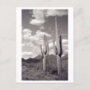 Saguaro Cactus Sonora Desert B&W Foto Briefkaart