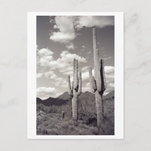 Saguaro Cactus Sonora Desert B&W Foto Briefkaart (Voorkant)