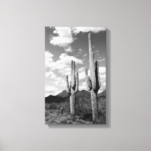 Saguaro Cactus Sonoran Desert B&W Foto afdrukken
