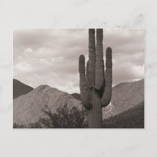 Saguaro Cactus Sonoran Desert B&W Foto Briefkaart