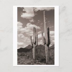 Saguaro Cactus Sonoran Desert B&W Foto-Briefkaarte Briefkaart