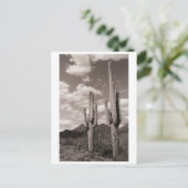 Saguaro Cactus Sonoran Desert B&W Foto-Briefkaarte Briefkaart (Staand voorkant)