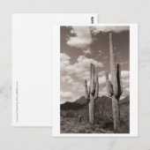 Saguaro Cactus Sonoran Desert B&W Foto-Briefkaarte Briefkaart (Voorkant / Achterkant)