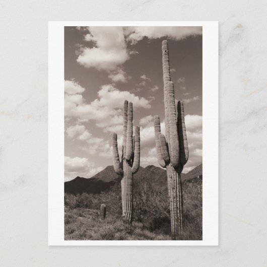 Saguaro Cactus Sonoran Desert B&W Foto-Briefkaarte Briefkaart (Voorkant)
