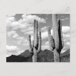 Saguaro Cactus Sonoran Desert B&W Foto-Briefkaarte Briefkaart