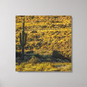 Saguaro Cactus Sonoran Desert in Springtime 24x24 Canvas Afdruk