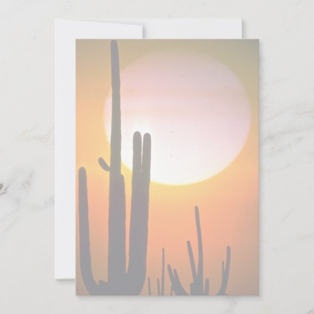 Saguaro cactus, Sonoran Desert, VS-woestijn (Voorkant)