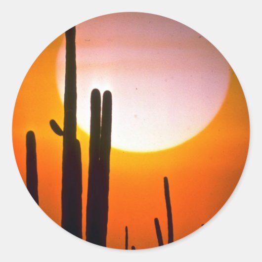 Saguaro cactus, Sonoran Desert, VS-woestijn Ronde Sticker (Voorkant)