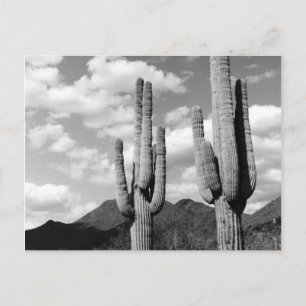Saguaro Cactus Sonoran Desert Z&W Foto Ansichtkaar Briefkaart