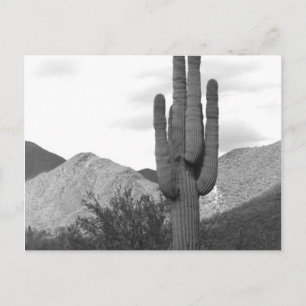 Saguaro Cactus Sonoran Desert Z&W Foto Ansichtkaar Briefkaart