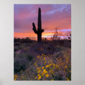 Saguaro Cactus Sunset Arizona Poster (Voorkant)