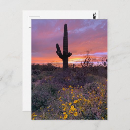 Saguaro Cactus Sunset No1 Briefkaart (Voorkant / Achterkant)