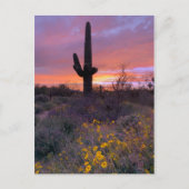 Saguaro Cactus Sunset No1 Briefkaart (Voorkant)