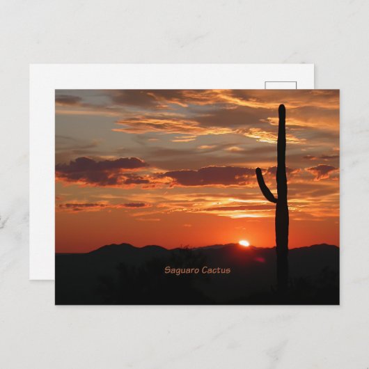 Saguaro Cactus, zonsondergang, Briefkaart (Voorkant / Achterkant)