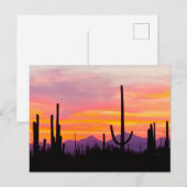 Saguaro Cactusbos bij zonsondergang Briefkaart (Voorkant / Achterkant)