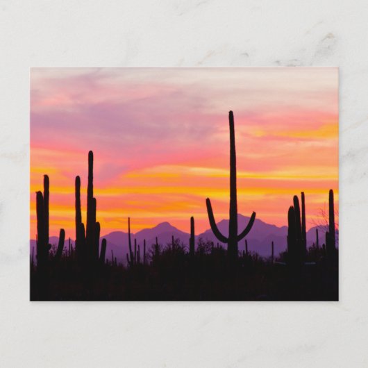 Saguaro Cactusbos bij zonsondergang Briefkaart (Voorkant)
