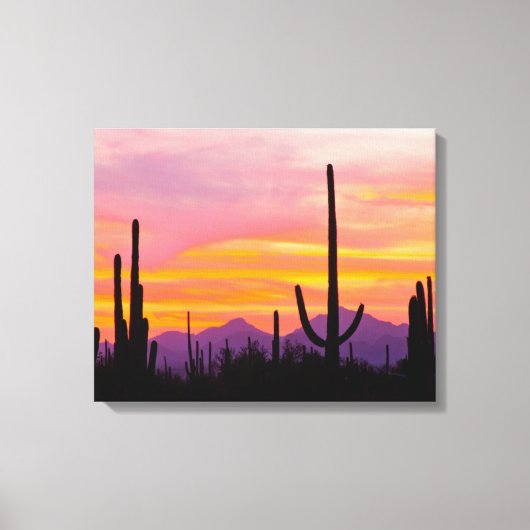 Saguaro Cactusbos bij zonsondergang Canvas Afdruk (Voorkant)