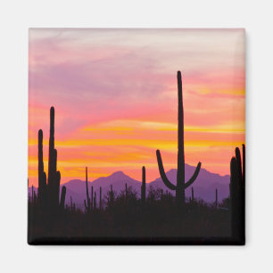 Saguaro Cactusbos bij zonsondergang Magneet