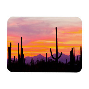 Saguaro Cactusbos bij zonsondergang Magneet