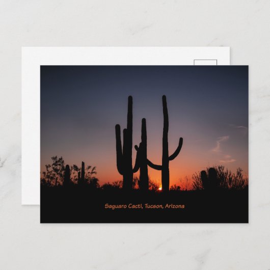 Saguaro Cactussen bij zonsondergang Briefkaart (Voorkant / Achterkant)