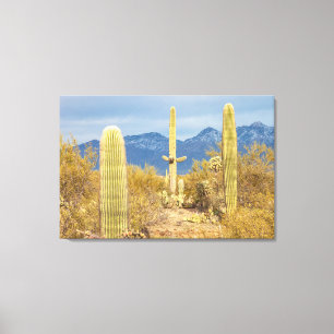 Saguaro Cactussen in Woestijnlandschap Canvas Afdruk