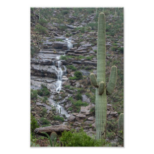 Saguaro met waterval in de woestijn van Arizona Foto Afdruk