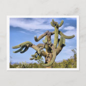 Saguaro Monster Briefkaart (Voorkant)
