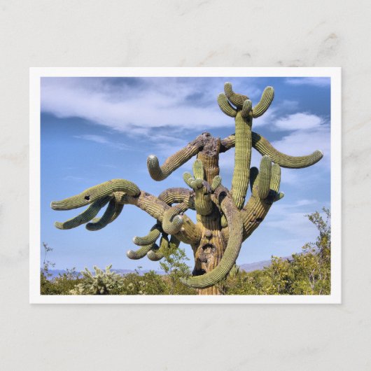 Saguaro Monster Briefkaart (Voorkant)