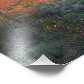 Saguaro National park sunset Foto Afdruk (Hoek)