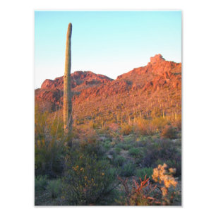 Saguaro National park sunset Foto Afdruk