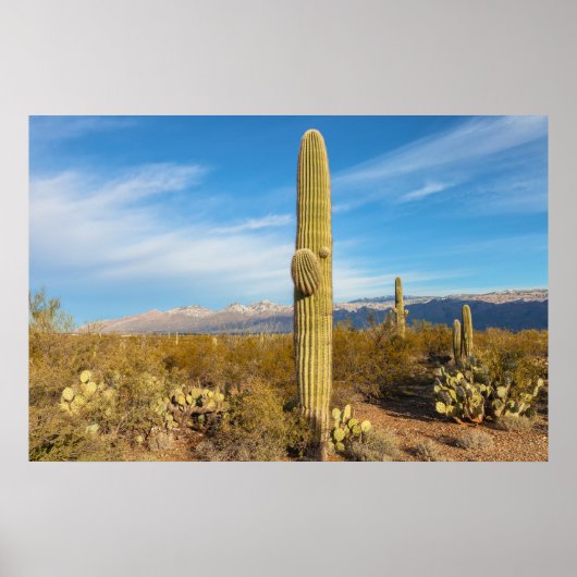Saguaro Poster (Voorkant)