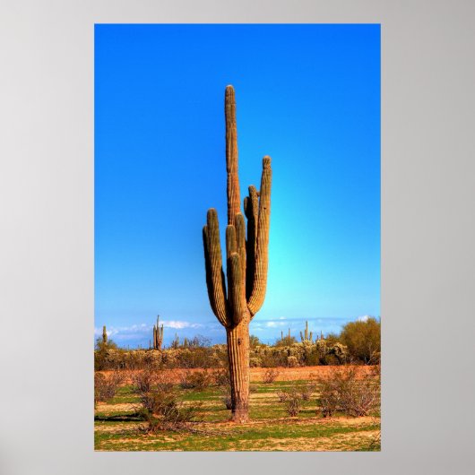 Saguaro Poster (Voorkant)