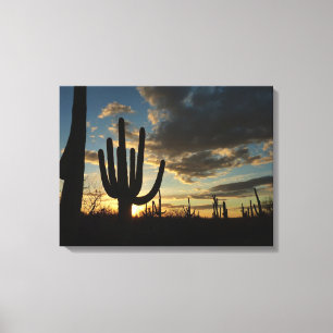 Saguaro Sunset II Arizona Canvas Afdruk