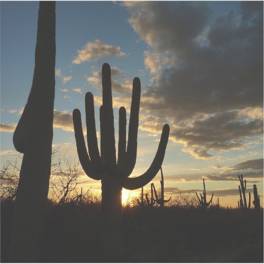 Saguaro Sunset II Arizona Sticker (Voorkant)