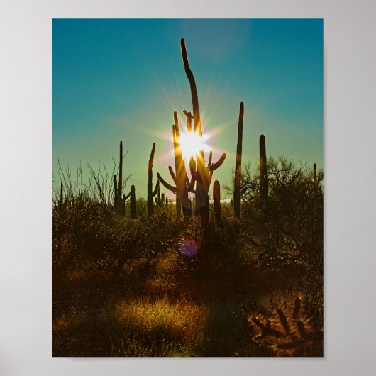 Saguaro Sunstar Poster (Voorkant)