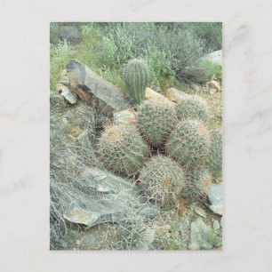 Saguaro Swirl Cactus Sonora Arizona Foto Briefkaar Briefkaart