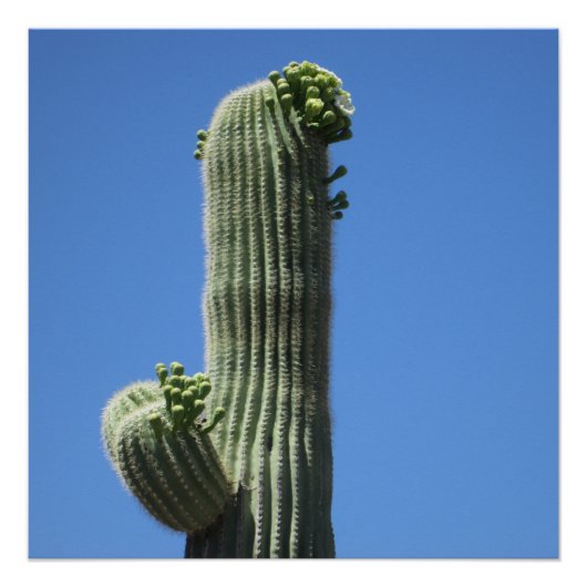 Saguaro Top Poster (Voorkant)