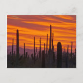 Saguaro, zonsondergang, Nationaal Park Saguaro Briefkaart (Voorkant)