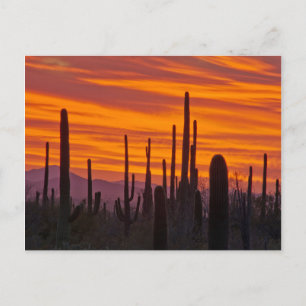 Saguaro, zonsondergang, Nationaal Park Saguaro Briefkaart