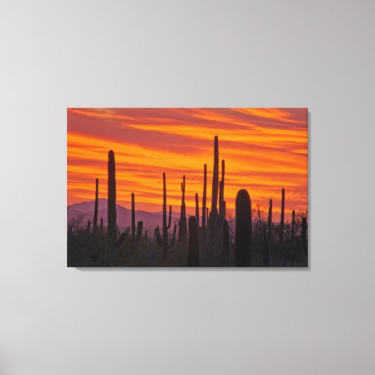 Saguaro, zonsondergang, Nationaal Park Saguaro Canvas Afdruk (Voorkant)