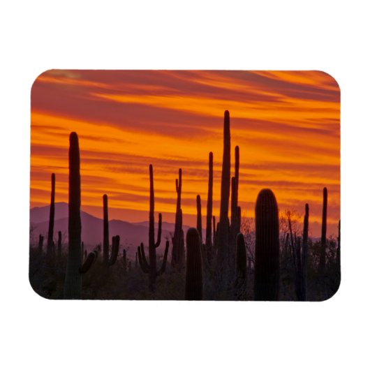 Saguaro, zonsondergang, Nationaal Park Saguaro Magneet (Horizontaal)